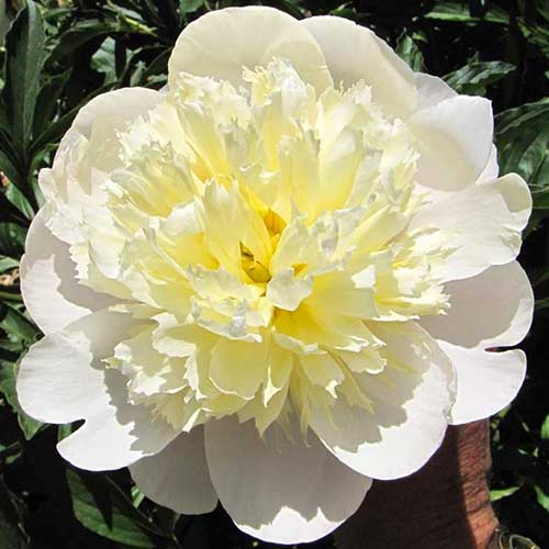 Півонія Прімавера зображення 1 артикул 76131