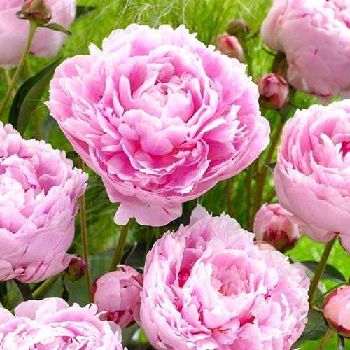 Пион травянистый Сара Бернар артикул фото 1 Пион травянистый Сара Бернар рисунок 1 артикул 68985