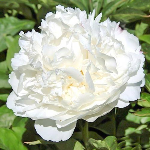 Пион Вайт рисунок 1 артикул 76487