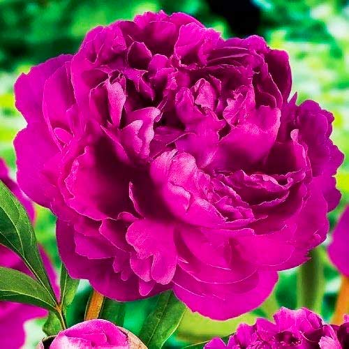 Пион Виктори Де Ла Марн рисунок 1 артикул 70445