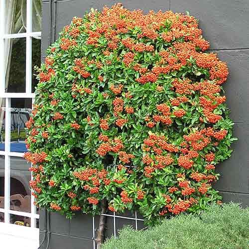 Піраканта гібридна Голден Чармер зображення 1 артикул 4110