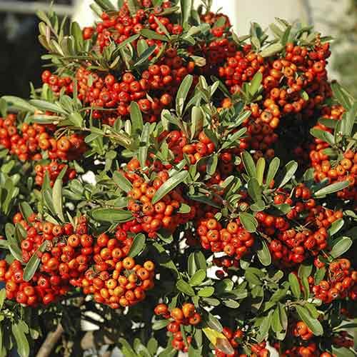 Піраканта гібридна Оранж Глоу зображення 1 артикул 4111