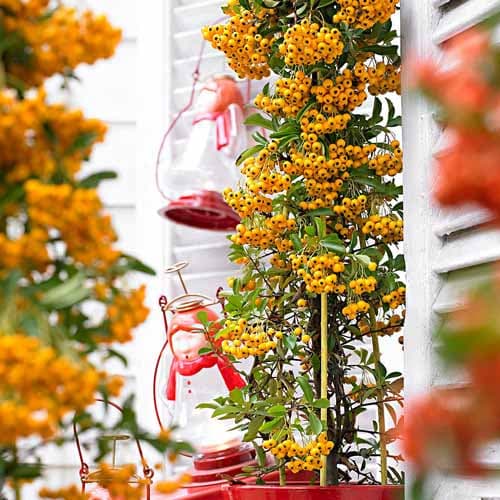 Пираканта гибридная Солей д'Ор рисунок 1 артикул 4768