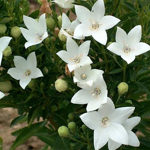 Платикодон Альба рисунок 1 артикул 01391