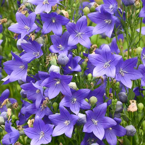 Платикодон Блю, саженцы рисунок 1 артикул 76497