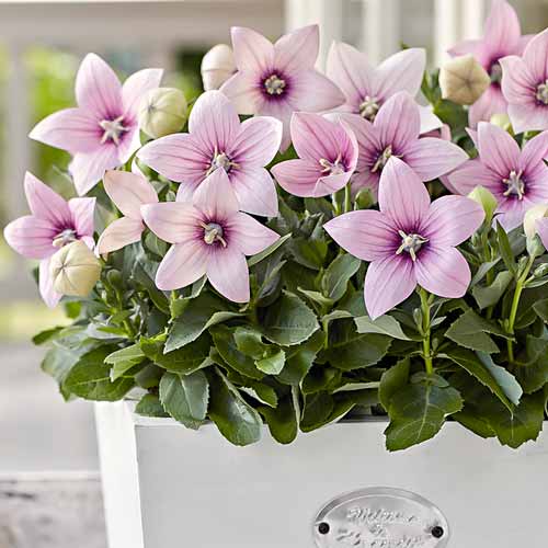 Платикодон Пинк рисунок 1 артикул 76498