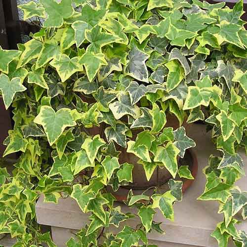 Плющ Естер зображення 1 артикул 4777