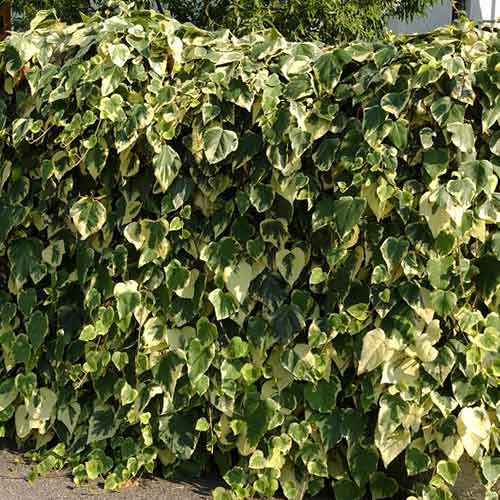 Плющ Глорі де Маренго зображення 1 артикул 4774