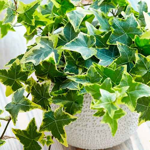 Плющ Голден Чайлд, саджанці зображення 1 артикул 4778