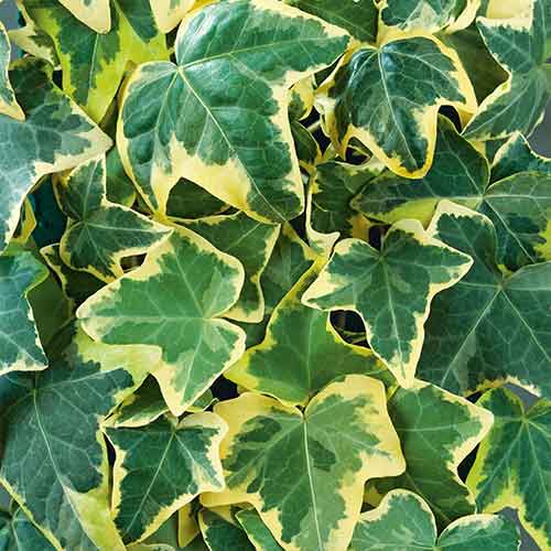 Плющ Голден Матільда зображення 1 артикул 4779