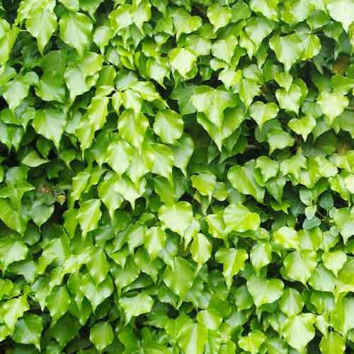 Плющ Грін Ріппл зображення 1 артикул 4780