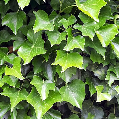 Плющ ирландский   артикул фото 1 Плющ ирландский   рисунок 1 артикул 9081