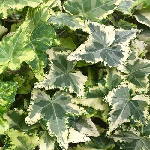 Плющ Колібрі зображення 1 артикул 4781