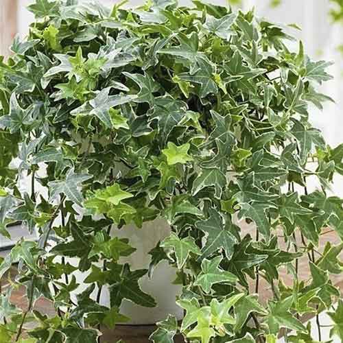 Плющ Мона Ліза зображення 1 артикул 4782