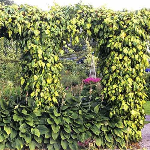 Плющ Салфер Харт, саджанці зображення 1 артикул 4775