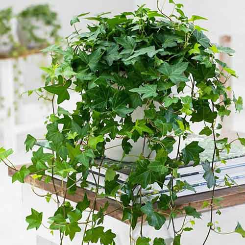 Плющ звичайний зображення 1 артикул 4776