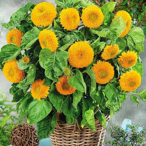 Соняшник декоративний низький артикул фото 1 Соняшник декоративний низький зображення 1 артикул 72548