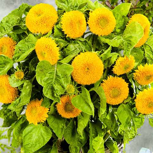 Соняшник декоративний Плюшевий ведмедик, насіння зображення 1 артикул 70103