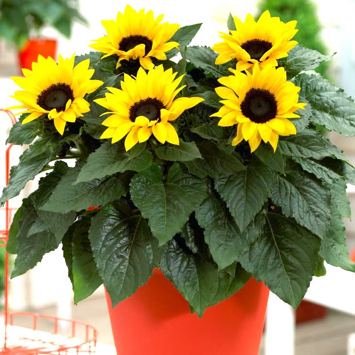 Соняшник декоративний Бавер, насіння артикул фото 1 Соняшник декоративний Бавер, насіння зображення 1 артикул 65451