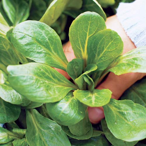 Полевой салат, семена рисунок 1 артикул 65438