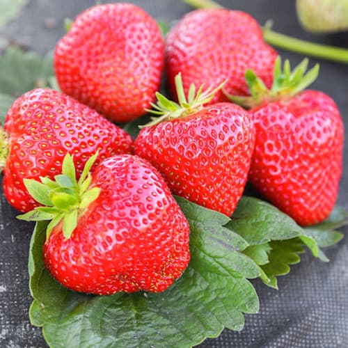 Земляника (крупноплодная) Априка рисунок 1 артикул 9871