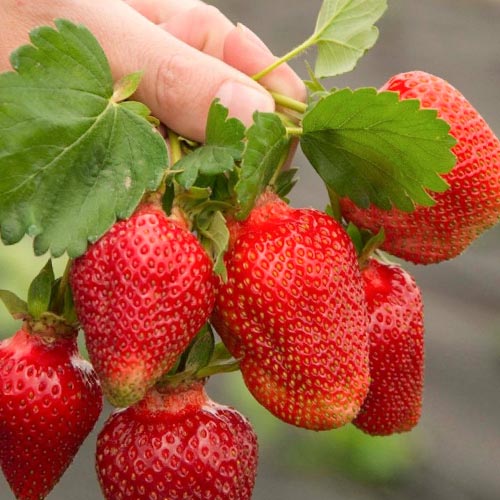 Полуниця великоплідна Азія зображення 1 артикул 9870