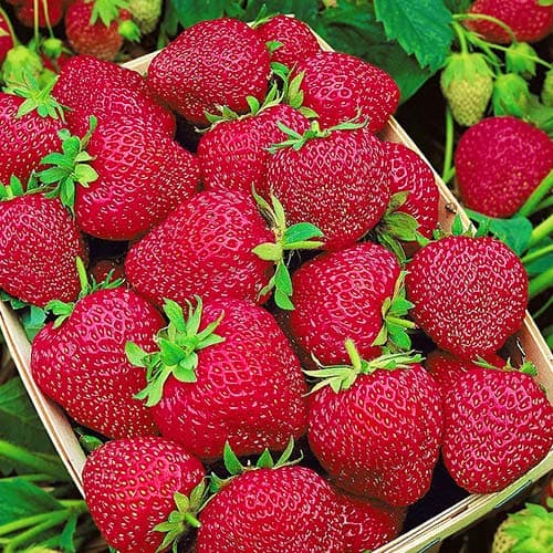 Земляника (крупноплодная) Черри Берри рисунок 1 артикул 9849