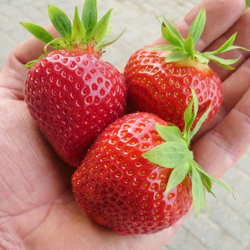 Полуниця Дарселект зображення 1 артикул 9873