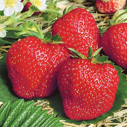 Полуниця Дероял артикул фото 1 Полуниця Дероял зображення 1 артикул 9874