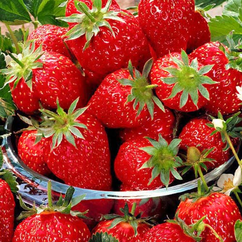 Земляника (крупноплодная) Эльсанта артикул фото 1 Земляника (крупноплодная) Эльсанта рисунок 1 артикул 9885