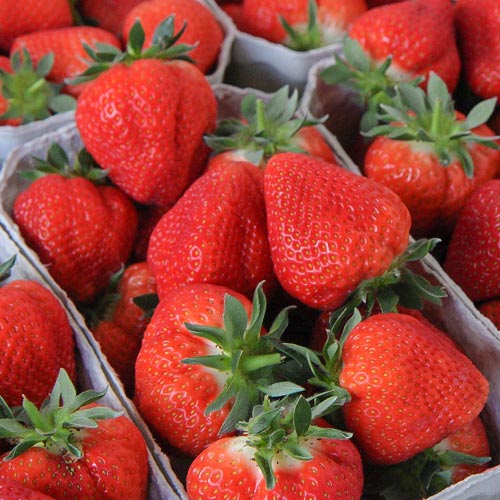 Земляника (крупноплодная) Флер артикул фото 1 Земляника (крупноплодная) Флер рисунок 1 артикул 9882