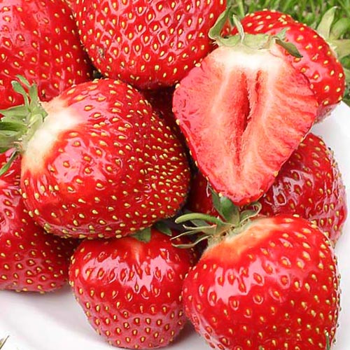 Земляника (крупноплодная) Кент артикул фото 1 Земляника (крупноплодная) Кент рисунок 1 артикул 9875