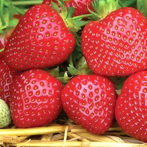 Земляника (крупноплодная) Корона артикул фото 1 Земляника (крупноплодная) Корона рисунок 1 артикул 9877