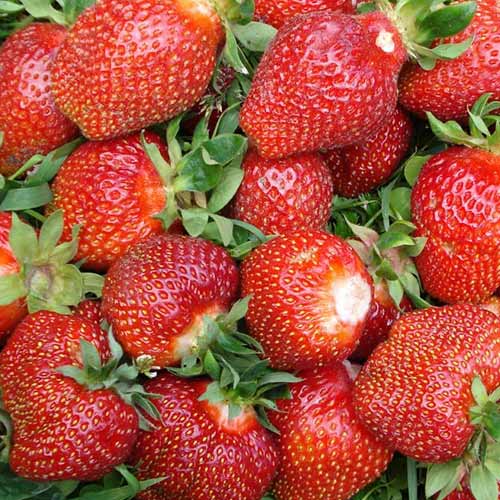 Земляника (крупноплодная) Ламбада артикул фото 1 Земляника (крупноплодная) Ламбада рисунок 1 артикул 9878