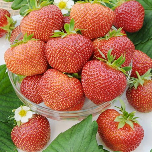 Земляника (крупноплодная) Полка артикул фото 1 Земляника (крупноплодная) Полка рисунок 1 артикул 9880