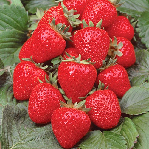 Земляника ремонтантная (крупноплодная) Анабель артикул фото 1 Земляника ремонтантная (крупноплодная) Анабель рисунок 1 артикул 9887