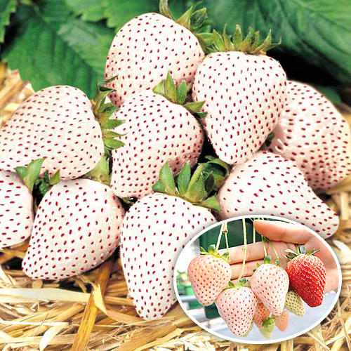 Земляника ремонтантная (крупноплодная) Анабланка рисунок 1 артикул 9888