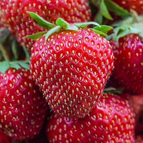 Земляника ремонтантная (крупноплодная) Диамант артикул фото 1 Земляника ремонтантная (крупноплодная) Диамант рисунок 1 артикул 9890