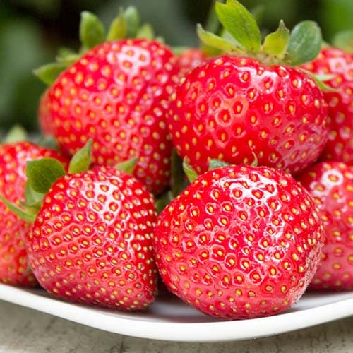 Земляника ремонтантная (крупноплодная) Фурор рисунок 1 артикул 9857