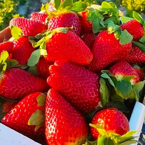 Земляника ремонтантная (крупноплодная) Ксанте артикул фото 1 Земляника ремонтантная (крупноплодная) Ксанте рисунок 1 артикул 1622