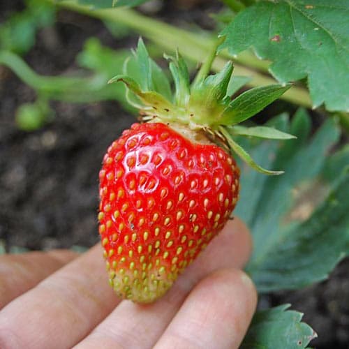 Земляника ремонтантная (крупноплодная) Любава рисунок 1 артикул 9851