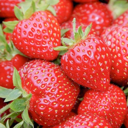 Земляника ремонтантная (крупноплодная) Маэстро рисунок 1 артикул 9893