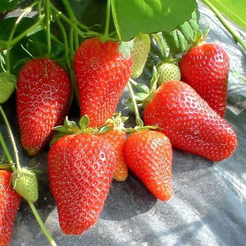 Земляника ремонтантная (крупноплодная) Мурано рисунок 1 артикул 1508