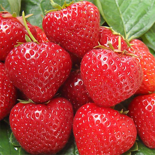 Земляника ремонтантная (крупноплодная) Сельва рисунок 1 артикул 9894