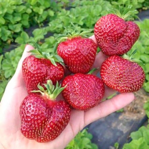 Земляника крупноплодная Вивальди рисунок 1 артикул 9889