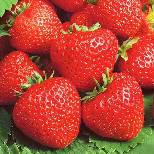 Земляника (крупноплодная) Сальса артикул фото 1 Земляника (крупноплодная) Сальса рисунок 1 артикул 9881