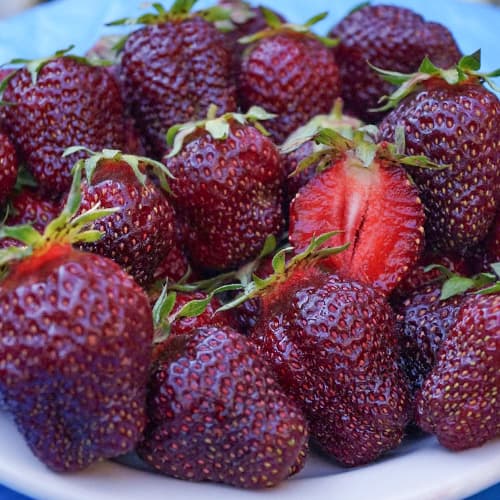 Земляника крупноплодная Черный Принц артикул фото 1 Земляника крупноплодная Черный Принц рисунок 1 артикул 1505