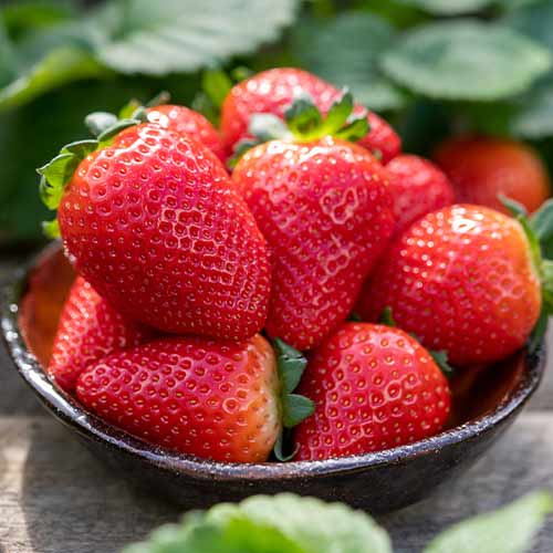 Земляника крупноплодная Франческа рисунок 1 артикул 5776