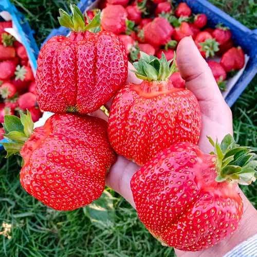 Полуниця великоплідна Гігант Джорнея артикул фото 1 Полуниця великоплідна Гігант Джорнея зображення 1 артикул 1619