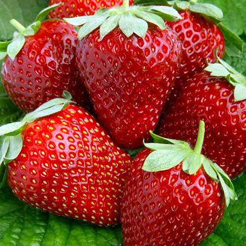 Полуниця великоплідна Мальга зображення 1 артикул 1620